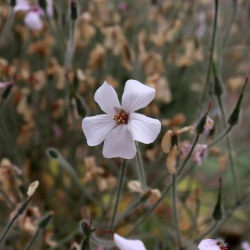 Geranio de Madeira Blanca - Geranium maderense Album