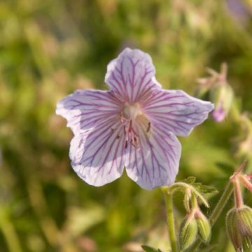 Geranio de prado Ilja - Geranium pratense