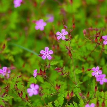 Geranium robertianum - Hierba de San Roberto