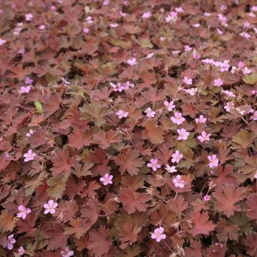 Geranium sessiliflorum Bob's Blunder - Geranio vivaz