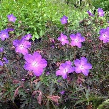 Geranio de prado Femme Fatale - Geranium pratense