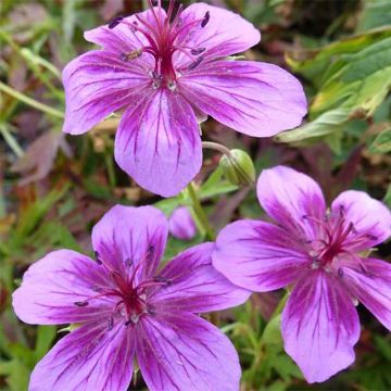 Geranium soboliferum Starman - Geranio vivaz