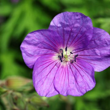 Geranio clarkei Kashmir Purple - Geranio vivaz