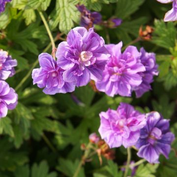 Geranio del Himalaya Pleno - Geranium himalayense Plenum