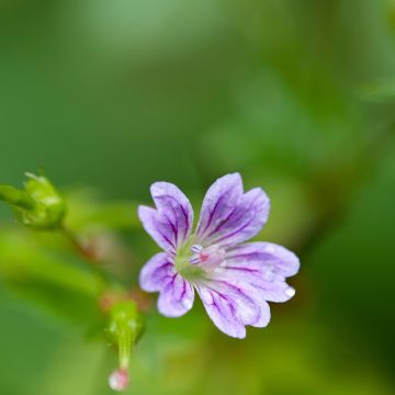 Geranium nodosum - Geranio nudoso