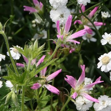 Geranio oxonianum f. thurstonianum - Geranio vivaz