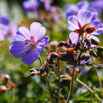 Geranio de prado Hocus Pocus - Geranium pratense