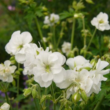 Geranio de prado Laura - Geranium pratense