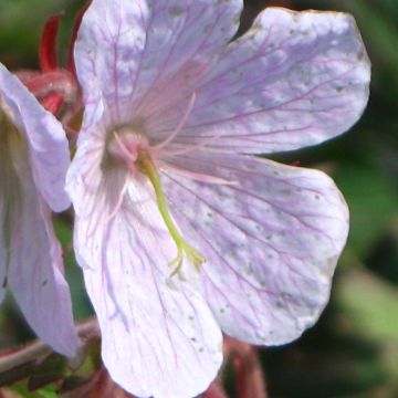 Geranio de prado Marshmallow - Geranium pratense