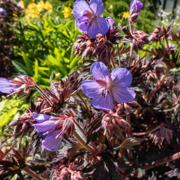 Geranio de prado Midnight Reiter - Geranium pratense