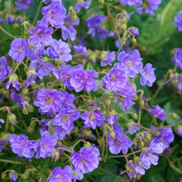 Geranio de prado Plenum Caeruleum - Geranium pratense