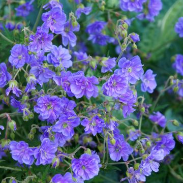 Geranio de prado Plenum Violaceum - Geranium pratense