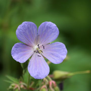 Geranio de prado Victor Reiter Junior - Geranium pratense