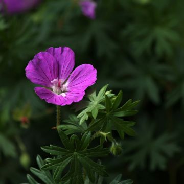 Geranio de sangre Hannelore - Geranium sanguineum