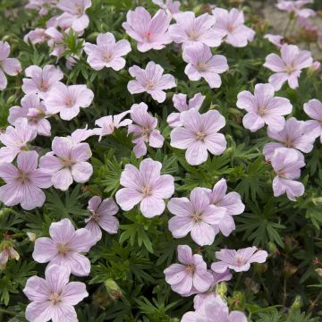 Geranio de sangre Pink Pouffe - Geranium sanguineum