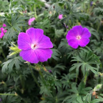 Geranio de sangre - Geranium sanguineum