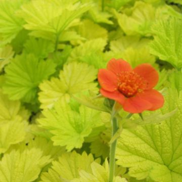 Geum Eos - Hierba de San Benito