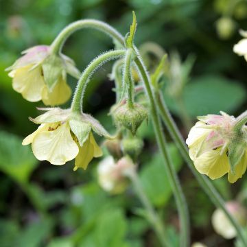 Geum rivale Lemon Drops - Hierba de San Benito