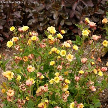 Geum Tempo Yellow - Hierba de San Benito