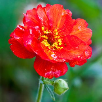 Geum chiloense Mrs Bradshaw - Hierba del Clavo