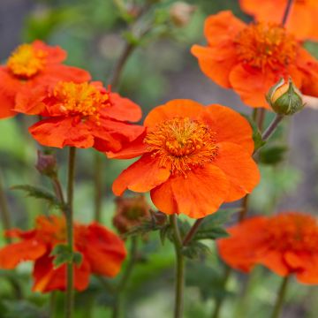 Geum coccineum Feuermeer - Hierba de San Benito