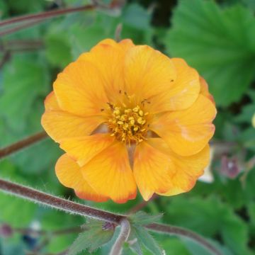 Geum coccineum Karlskaer - Hierba de San Benito