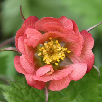 Geum rivale Leonard's Variety - Hierba de San Benito