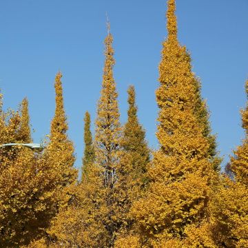 Gingo biloba Eiffel - Árbol sagrado