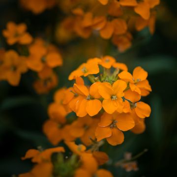 Erysimum Apricot Twist - Alhelí