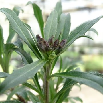 Erysimum Constant Cheer - Alhelí