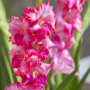 Gladiolo tubergenii Charm