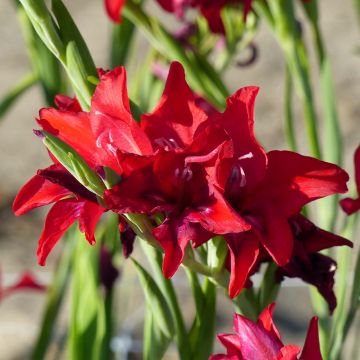 Gladiolo colvillei Robinetta