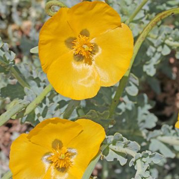 Glaucium flavum - Amapola marina