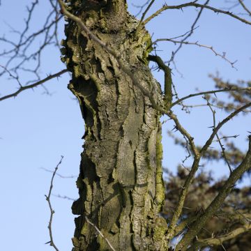 Gleditsia x texana  - Texas Honey Locust, Thornless Honey Locust