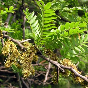 Gleditsia triacanthos - Acacia de tres espinas