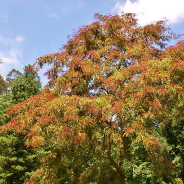 Gleditsia triacanthos Rubylace - Acacia de tres espinas