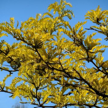 Gleditsia triacanthos Shademaster - Acacia de tres espinas