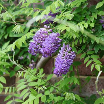 Wisteria frutescens Longwood Purple - Glicina americana