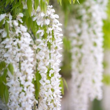 Wisteria frutescens var. macrostachya Clara Mack - Glicina americana