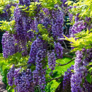 Wisteria sinensis Flore Pleno - Glicinia