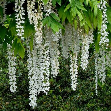 Wisteria floribunda Shiro-noda - Glicinia japonesa