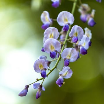 Wisteria floribunda Premature - Glicinia japonesa