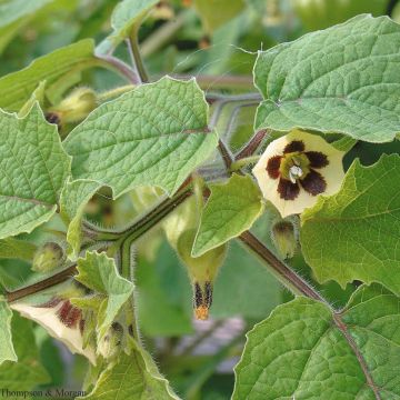 Physalis peruviana Golden Berry Little Lanterns - Aguaymanto