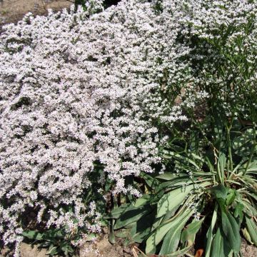 Goniolimon tataricum - Statice tatarica