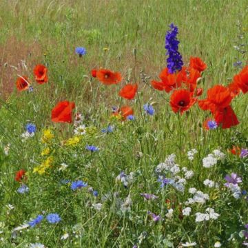 Graines Oxipoli® - Mélange de fleurs annuelles nectarifères et mellifères pour 10 m²