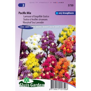 Limonium sinuatum Pacific Mix