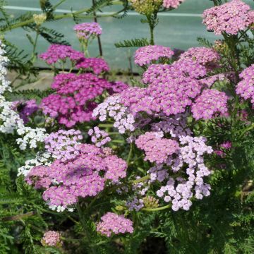 Milenrama Cerise Queen (semillas) - Achillea millefolium