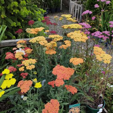 Milenrama Summer Pastels F2 Mix (semillas) - Achillea millefolium