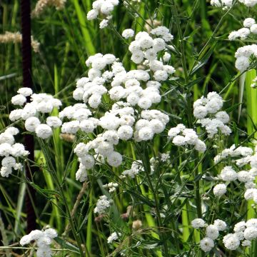 Milenrama Ptarmica Double Diamond - Achillea millefolium