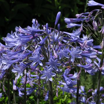 Agapanthus umbellatus Blue Umbrella (semillas) - Lirio africano